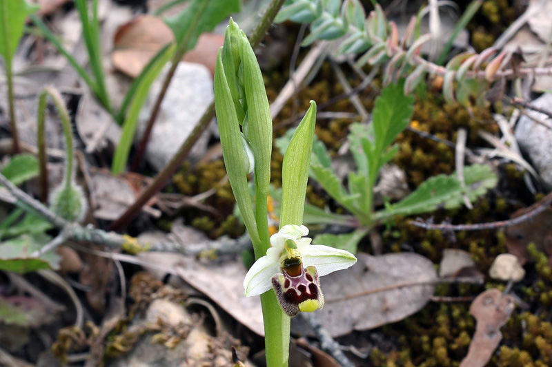 Ophrys annae / Ofride di Anna